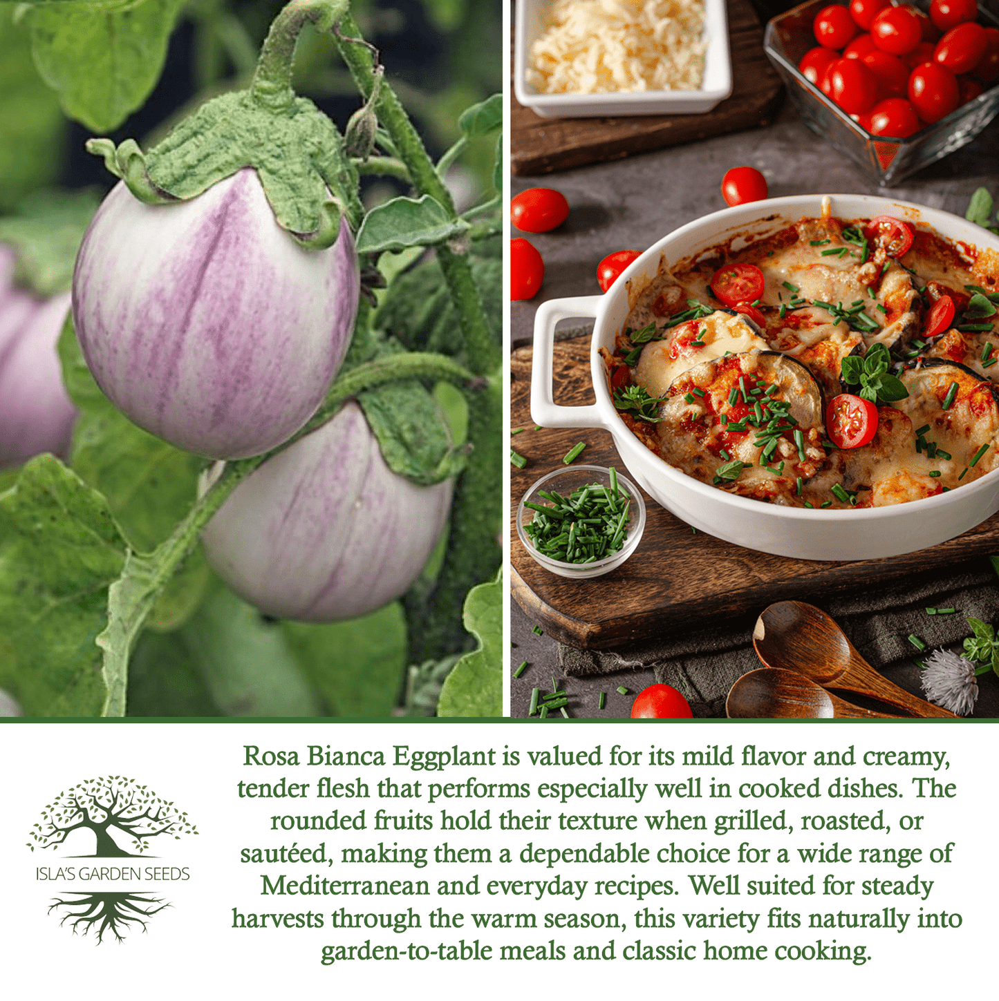 Rosa Bianca Eggplant, 100 Heirloom Seeds Per Packet