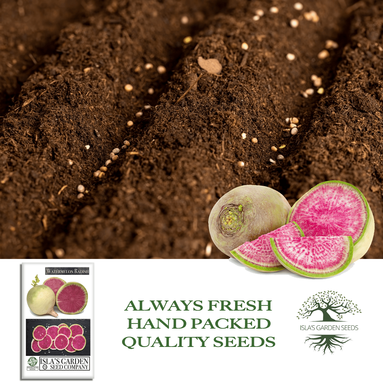 Watermelon Radish | 120 Seeds/Pk