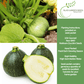 Round Zucchini Summer Squash | 40 Seeds/Pk