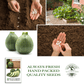 Round Zucchini Summer Squash | 40 Seeds/Pk