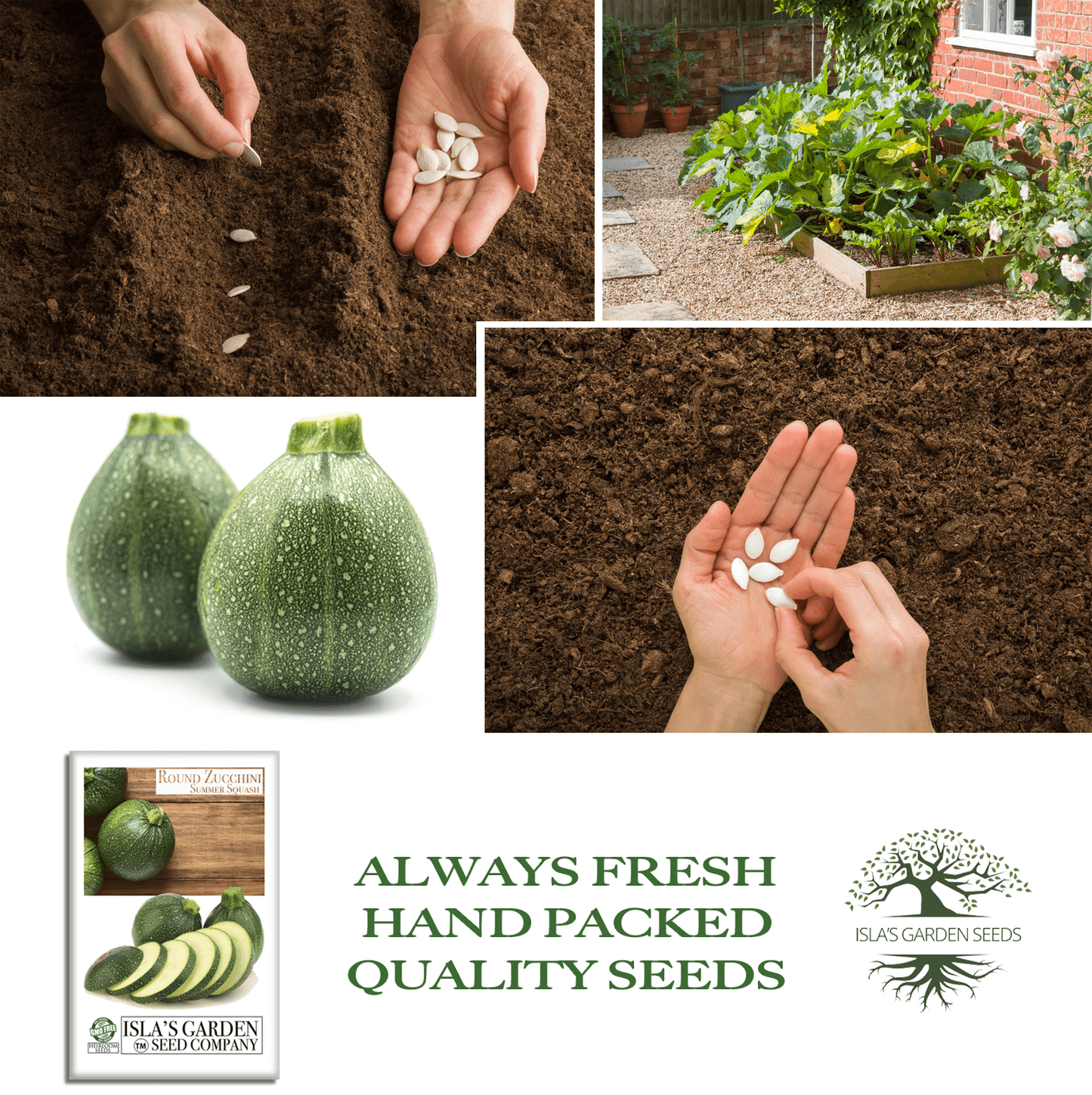 Round Zucchini Summer Squash | 40 Seeds/Pk
