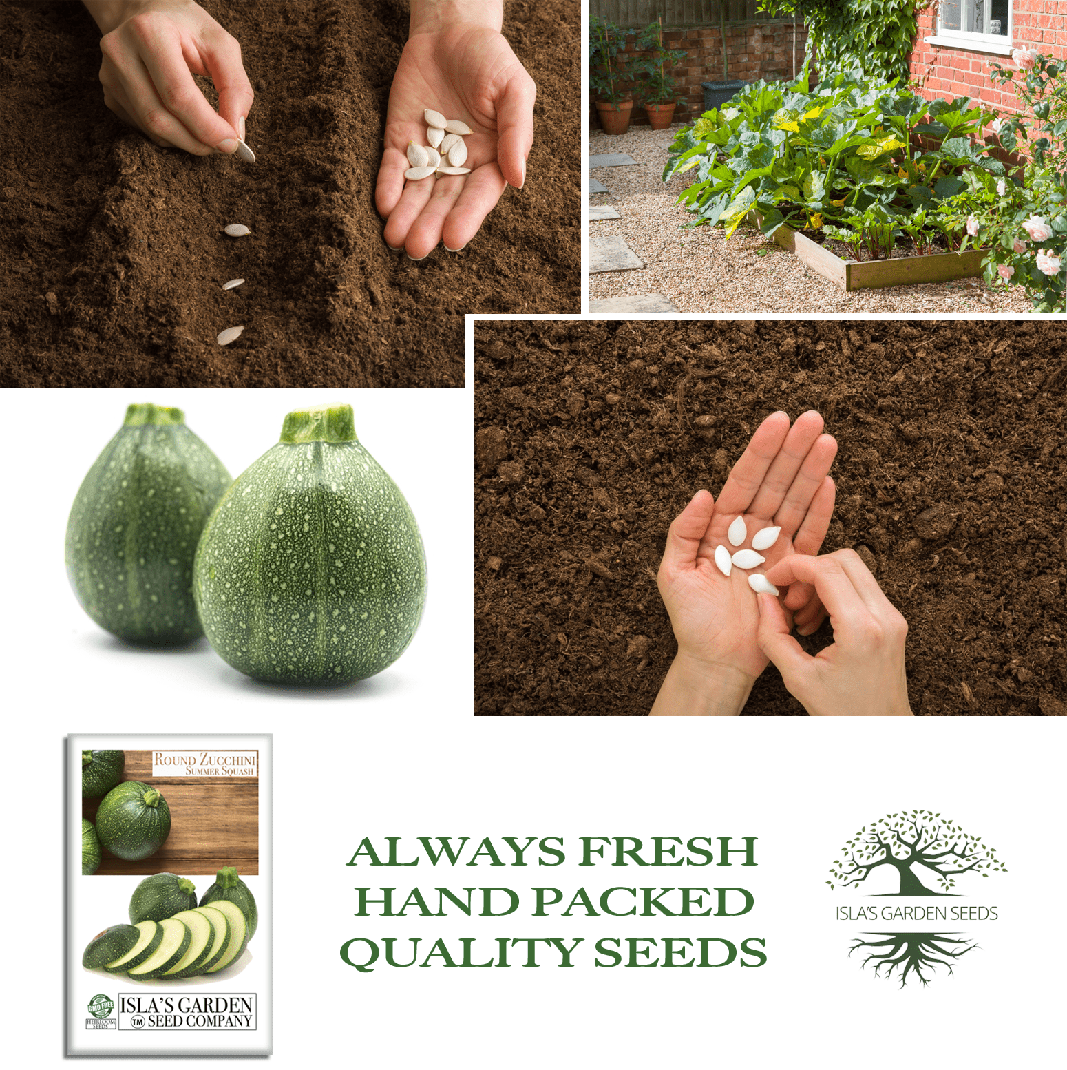 Round Zucchini Summer Squash | 40 Seeds/Pk