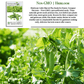 Little Marvel Pea | 50 Seeds/Pk