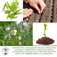 Little Marvel Pea | 50 Seeds/Pk