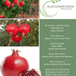 Pomegranate Tree Seeds | 30 Seeds/Pk