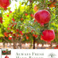 Pomegranate Tree Seeds | 30 Seeds/Pk