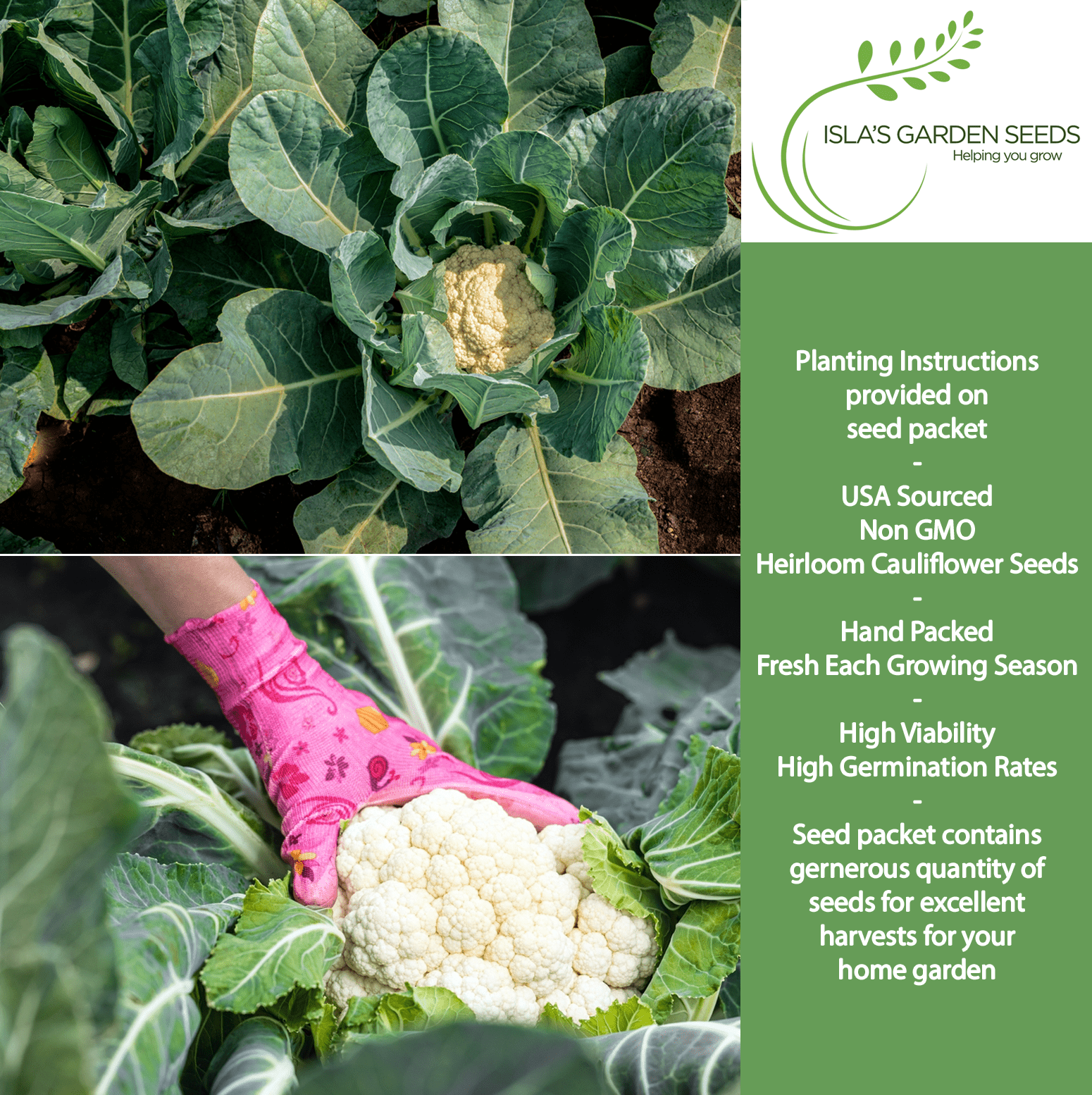 cauliflower seeds from plant Snowball Self Blanching Cauliflower