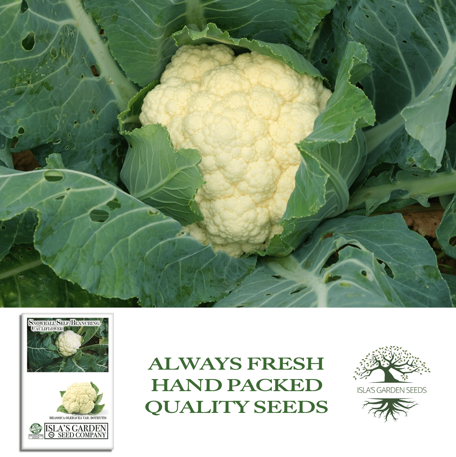 Snowball Self Blanching Cauliflower | 1,000 Seeds/Pk