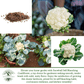 Snowball Self Blanching Cauliflower | 1,000 Seeds/Pk