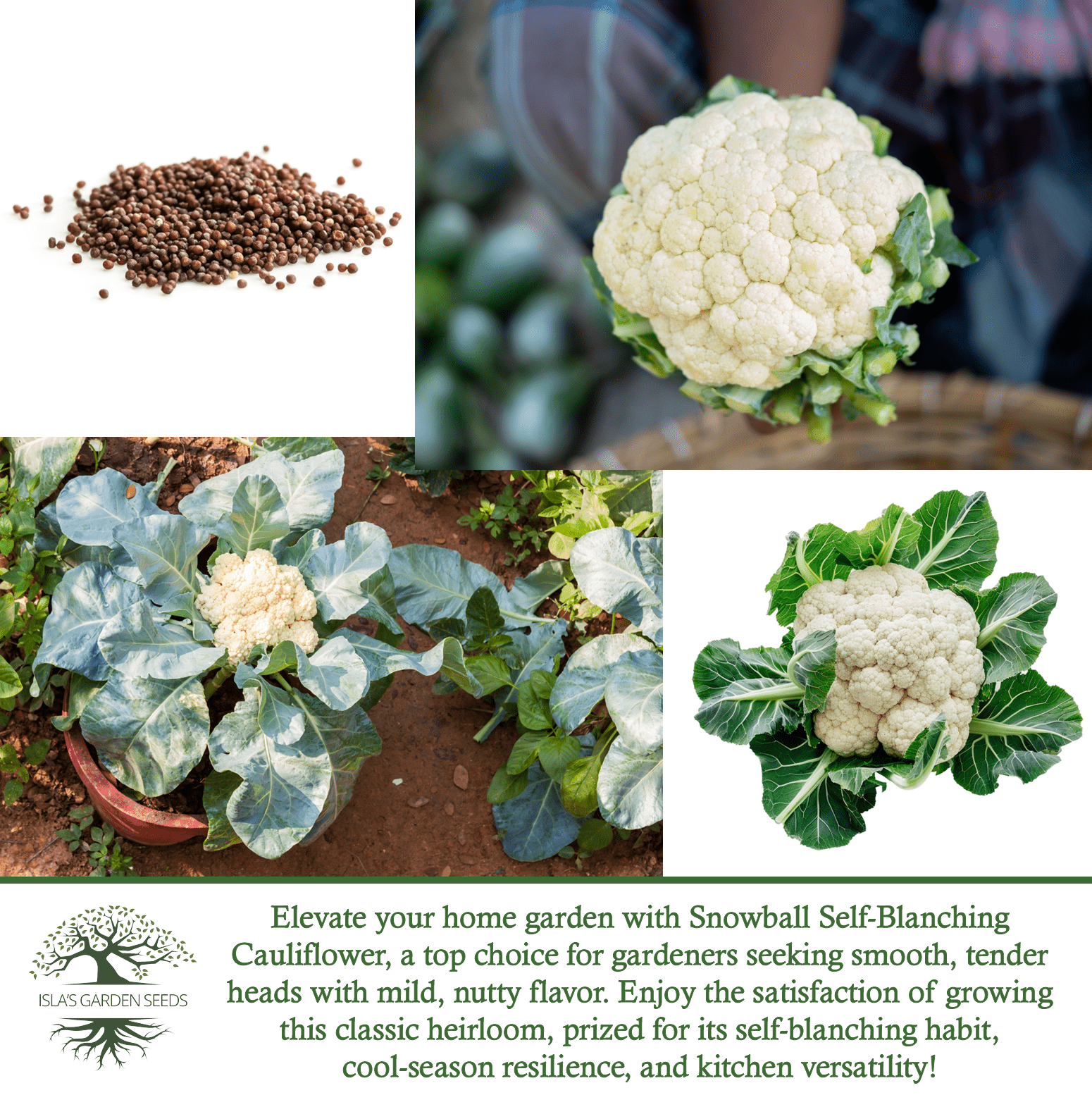 plant cauliflower seeds Snowball Self Blanching Cauliflower