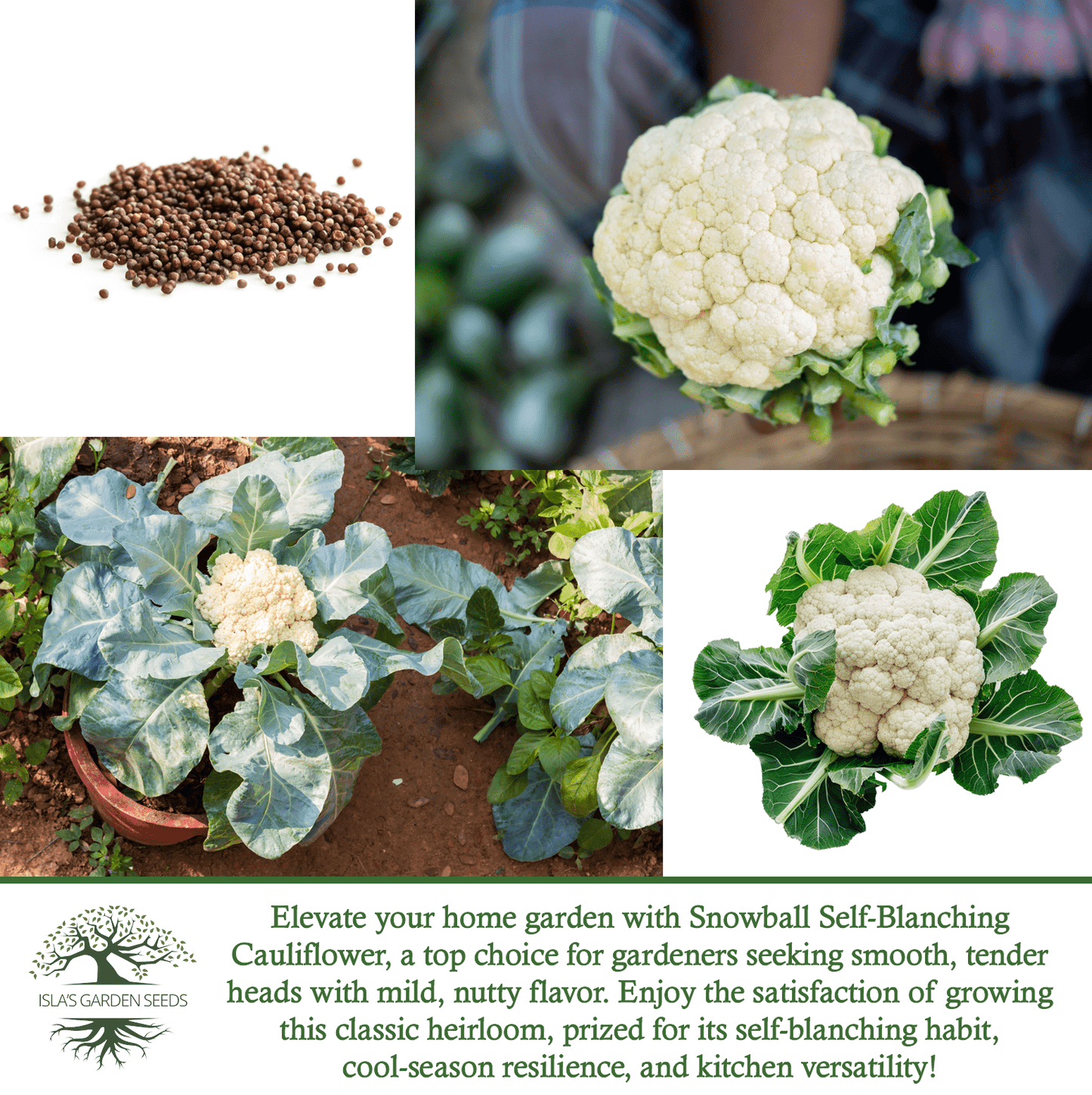 Snowball Self Blanching Cauliflower | 1,000 Seeds/Pk