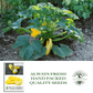 Early Prolific Straightneck Squash | 50 Seeds/Pk
