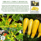 Early Prolific Straightneck Squash | 50 Seeds/Pk