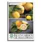 Lemon Cucumber | 125 Seeds/Pk