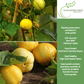 Lemon Cucumber | 125 Seeds/Pk