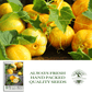 Lemon Cucumber | 125 Seeds/Pk