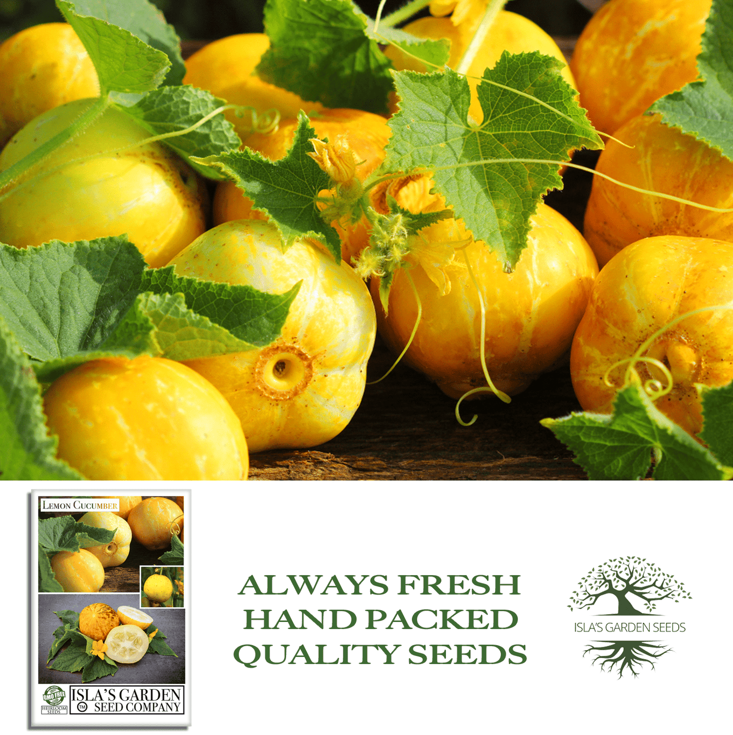 Lemon Cucumber | 125 Seeds/Pk