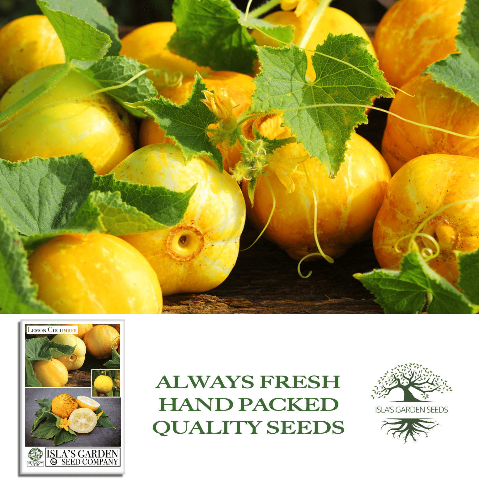 Lemon Cucumber | 125 Seeds/Pk