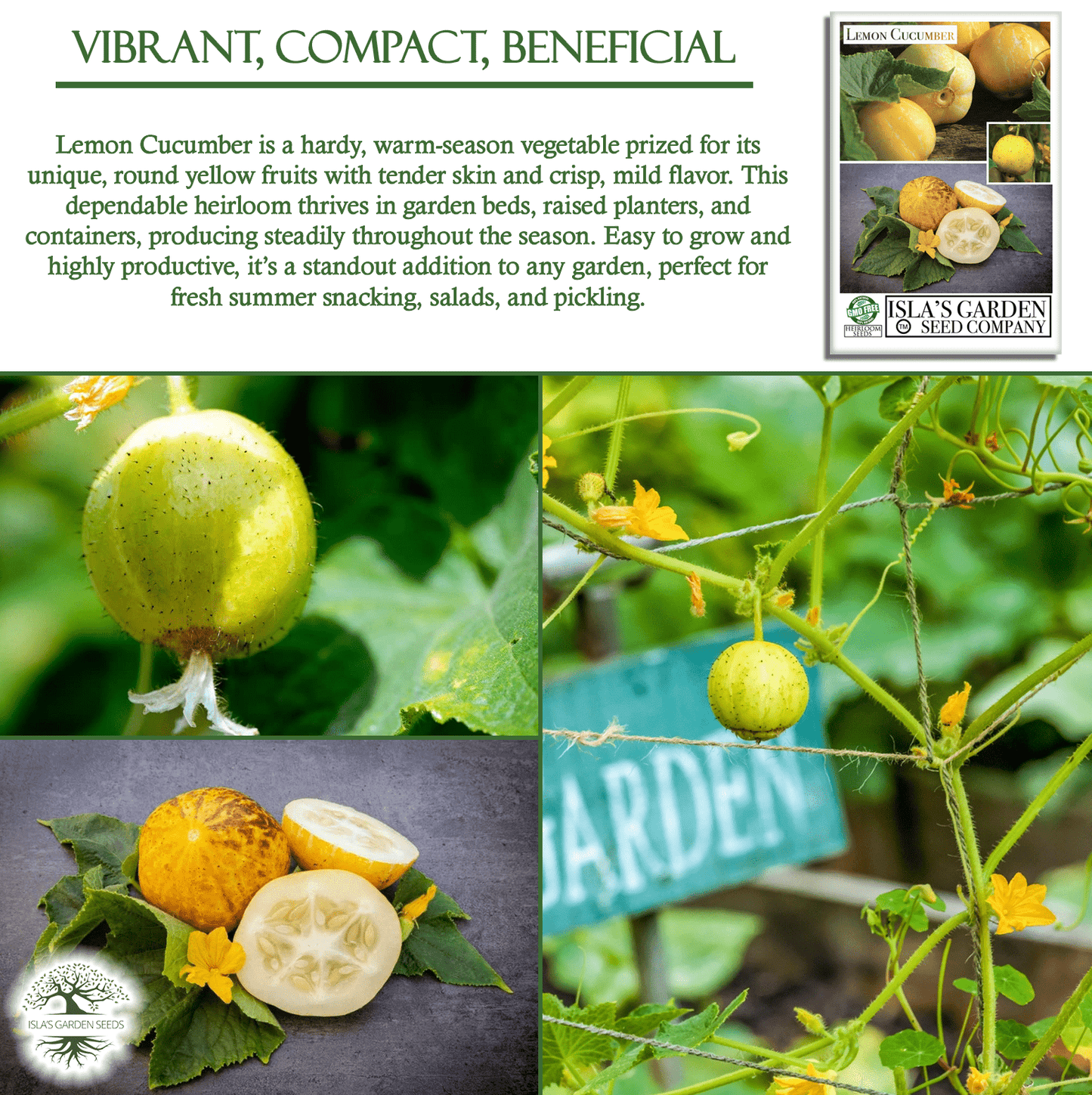 Lemon Cucumber | 125 Seeds/Pk