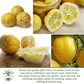 Lemon Cucumber | 125 Seeds/Pk
