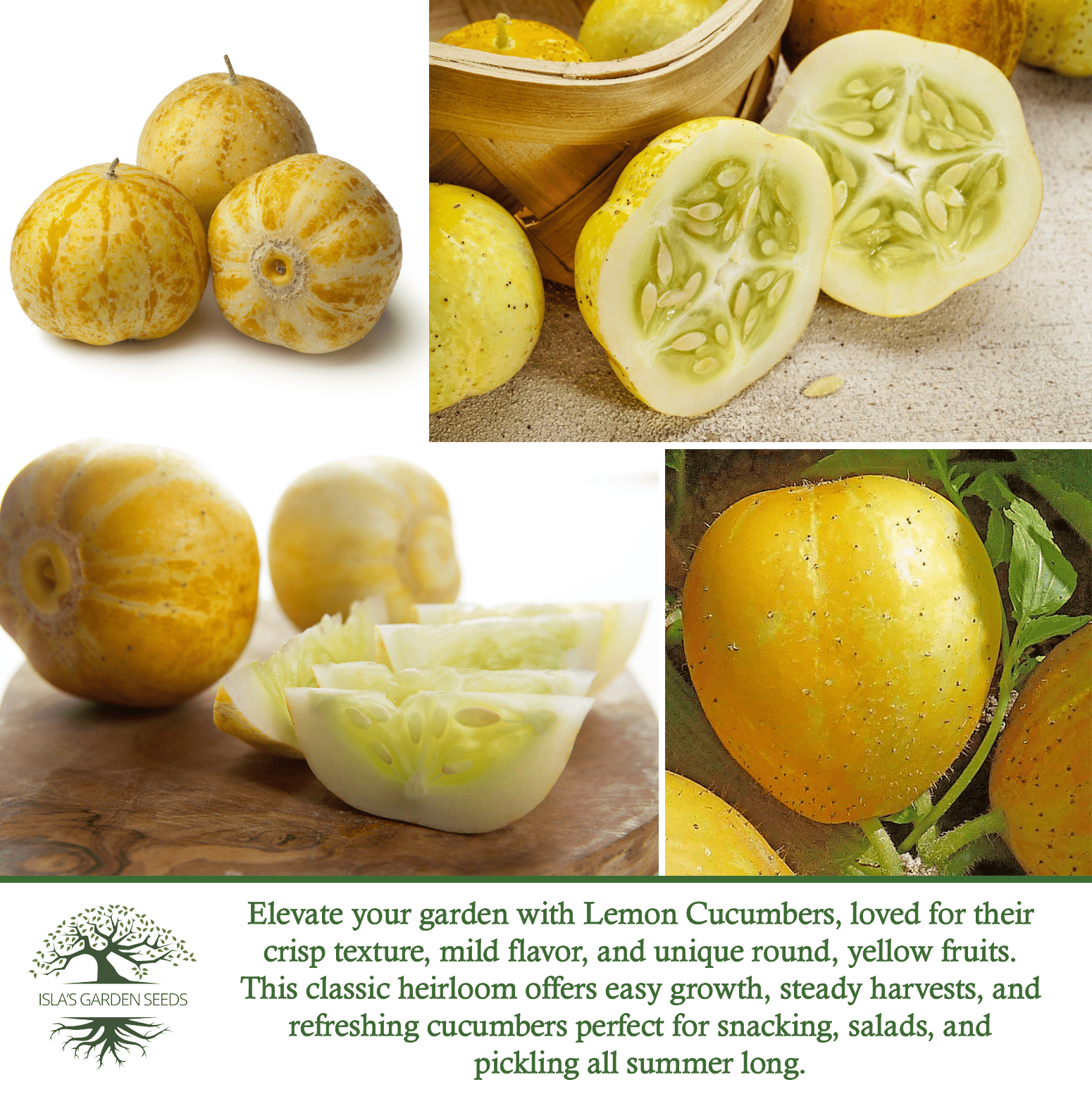 Lemon Cucumber | 125 Seeds/Pk