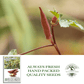 Red Burgundy Okra | 100 Seeds/Pk