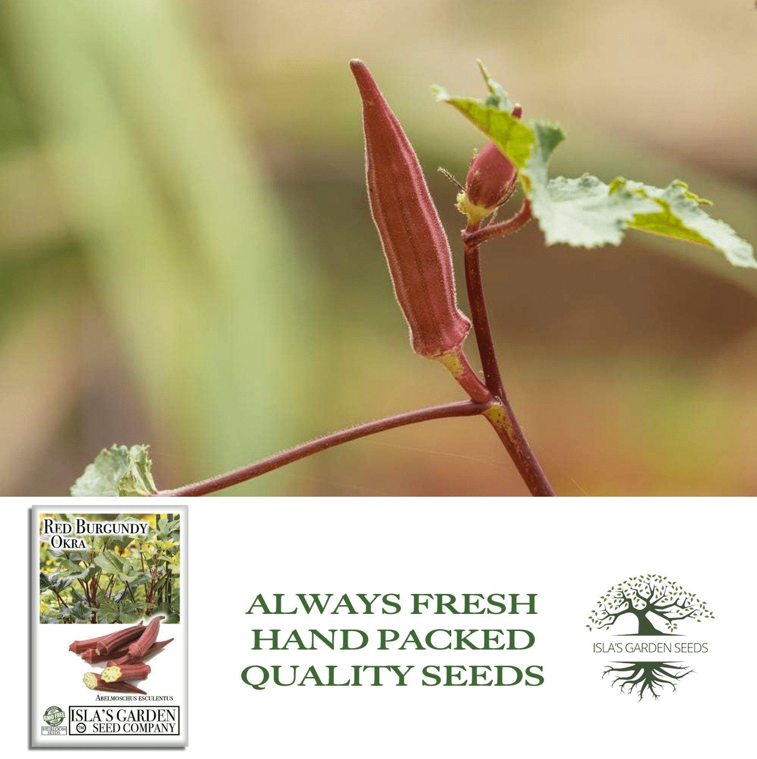 Red Burgundy Okra | 100 Seeds/Pk