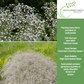 Baby’s Breath Flowers | 2000 Seeds/Pk