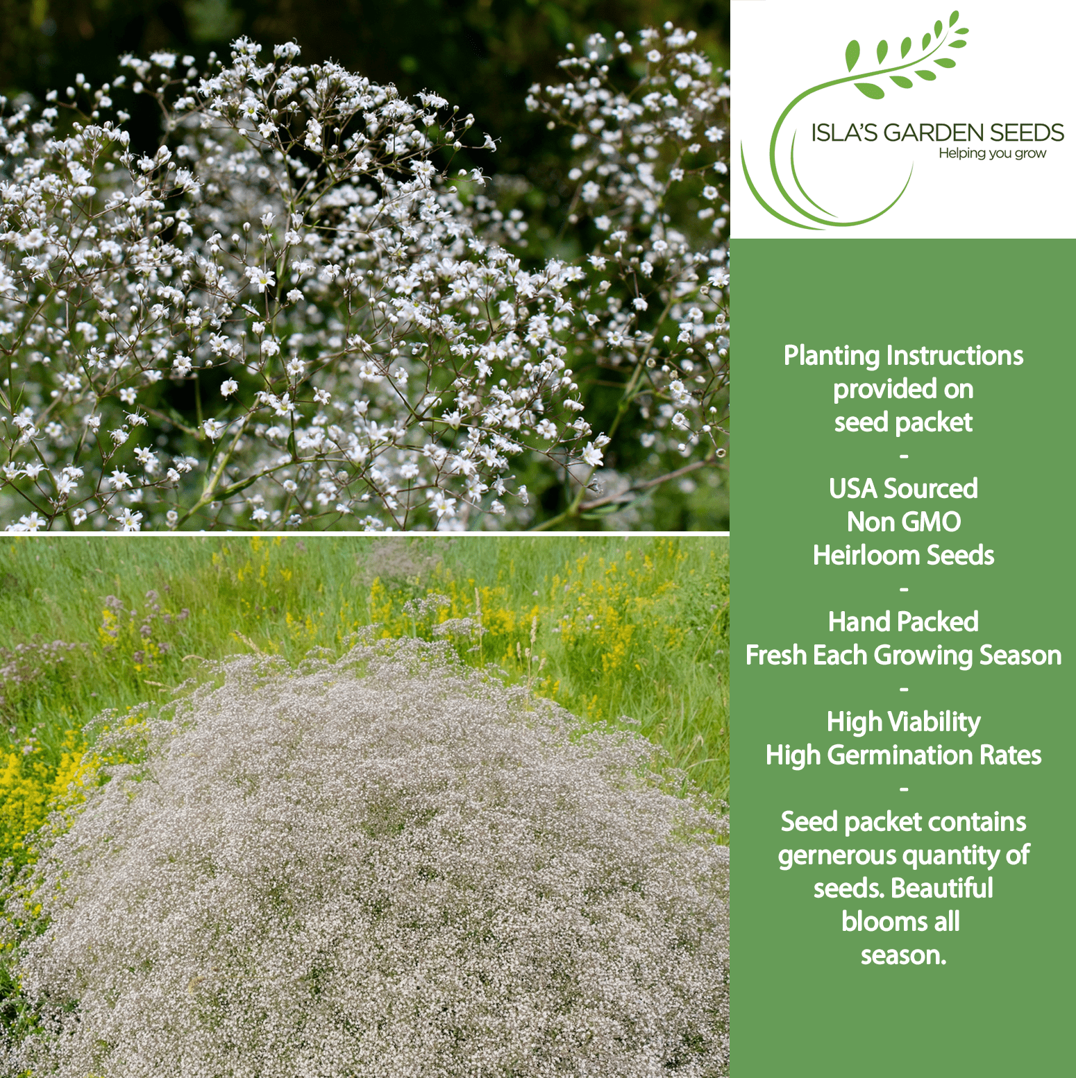 Baby’s Breath Flowers | 2000 Seeds/Pk