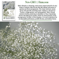 Baby’s Breath Flowers | 2000 Seeds/Pk