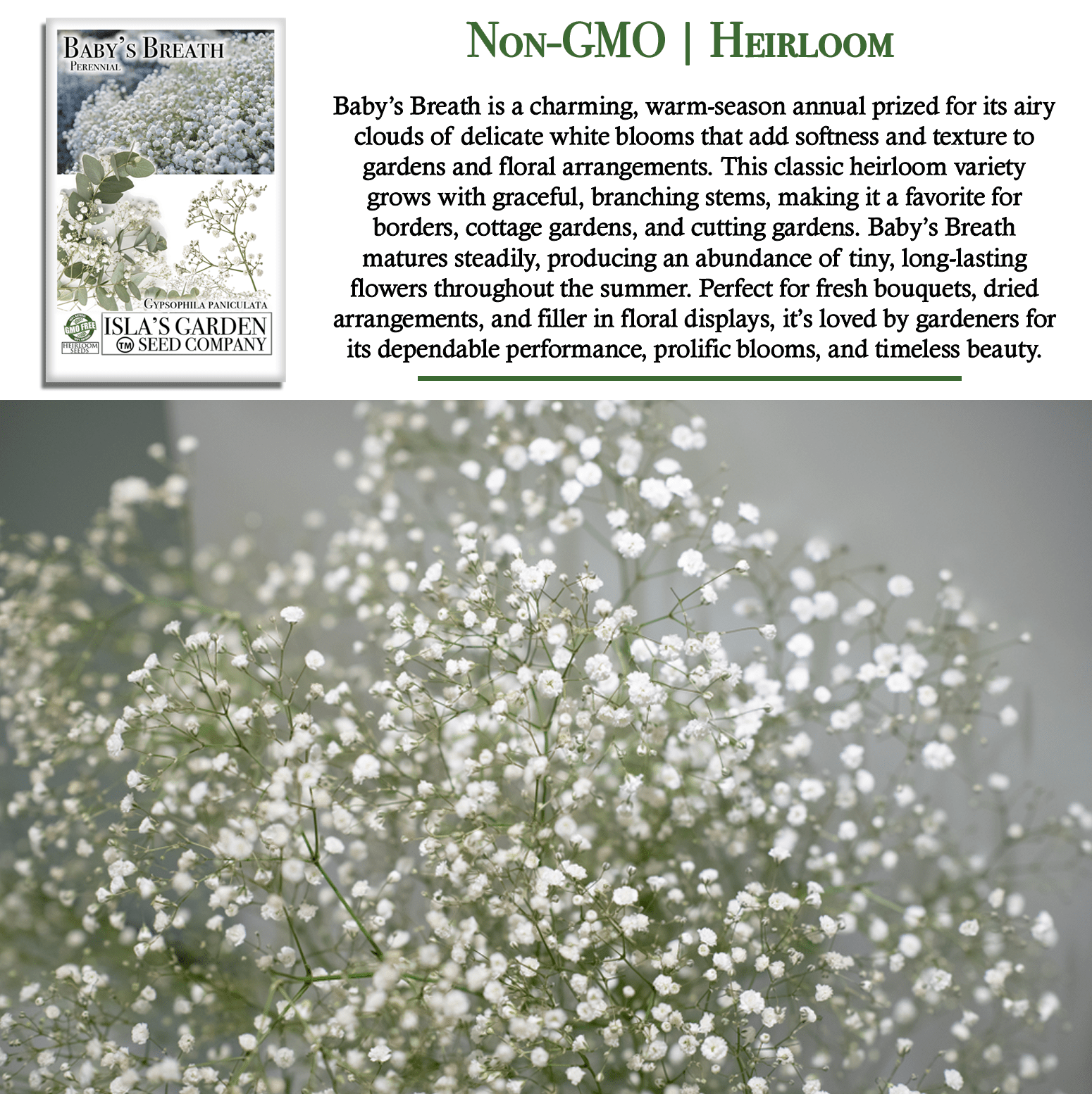 Baby’s Breath Flowers | 2000 Seeds/Pk