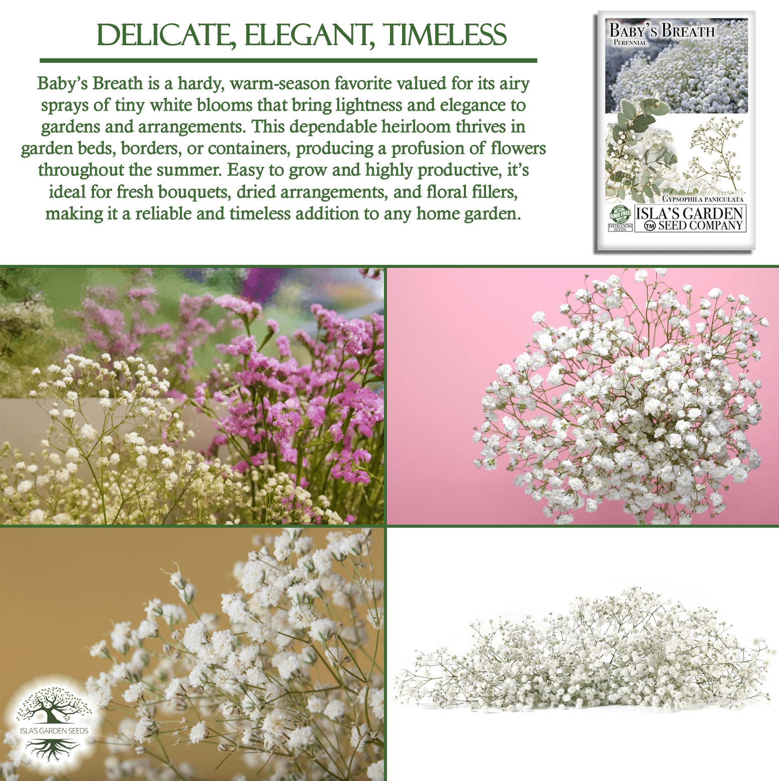 Baby’s Breath Flowers | 2000 Seeds/Pk