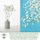 Baby’s Breath Flowers | 2000 Seeds/Pk