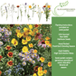 Burst of Bloom Wildflowers | 2500 Seeds/Pk
