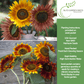 All Sorts Mix Sunflowers | 25 Seeds/Pk