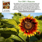 All Sorts Mix Sunflowers | 25 Seeds/Pk