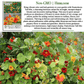 Nasturtium Tall Single Blend Flowers | 50 Seeds/Pk