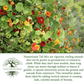 Nasturtium Tall Single Blend Flowers | 50 Seeds/Pk