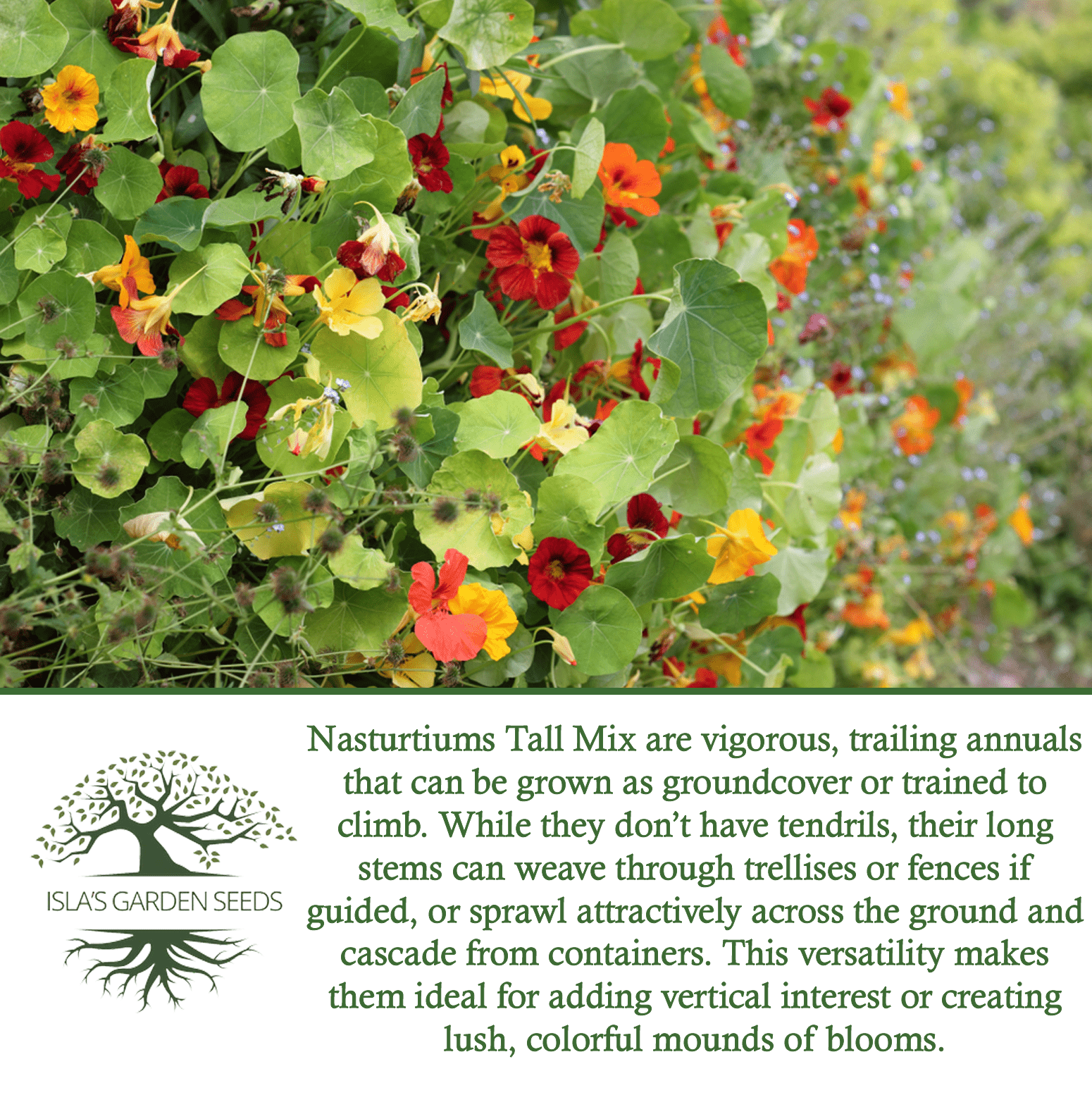 seeds for trailing plants Nasturtium Tall (Single Blend) Flower Seeds, 75 Heirloom Seeds Per Packet, Non GMO Seeds, Isla's Garden Seeds