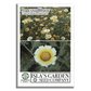 Chrysanthemum Flowers | 1500 Seeds/Pk