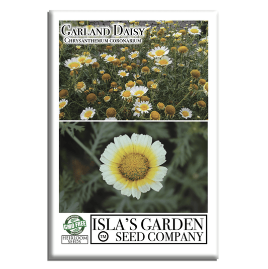 Chrysanthemum Flowers | 1500 Seeds/Pk