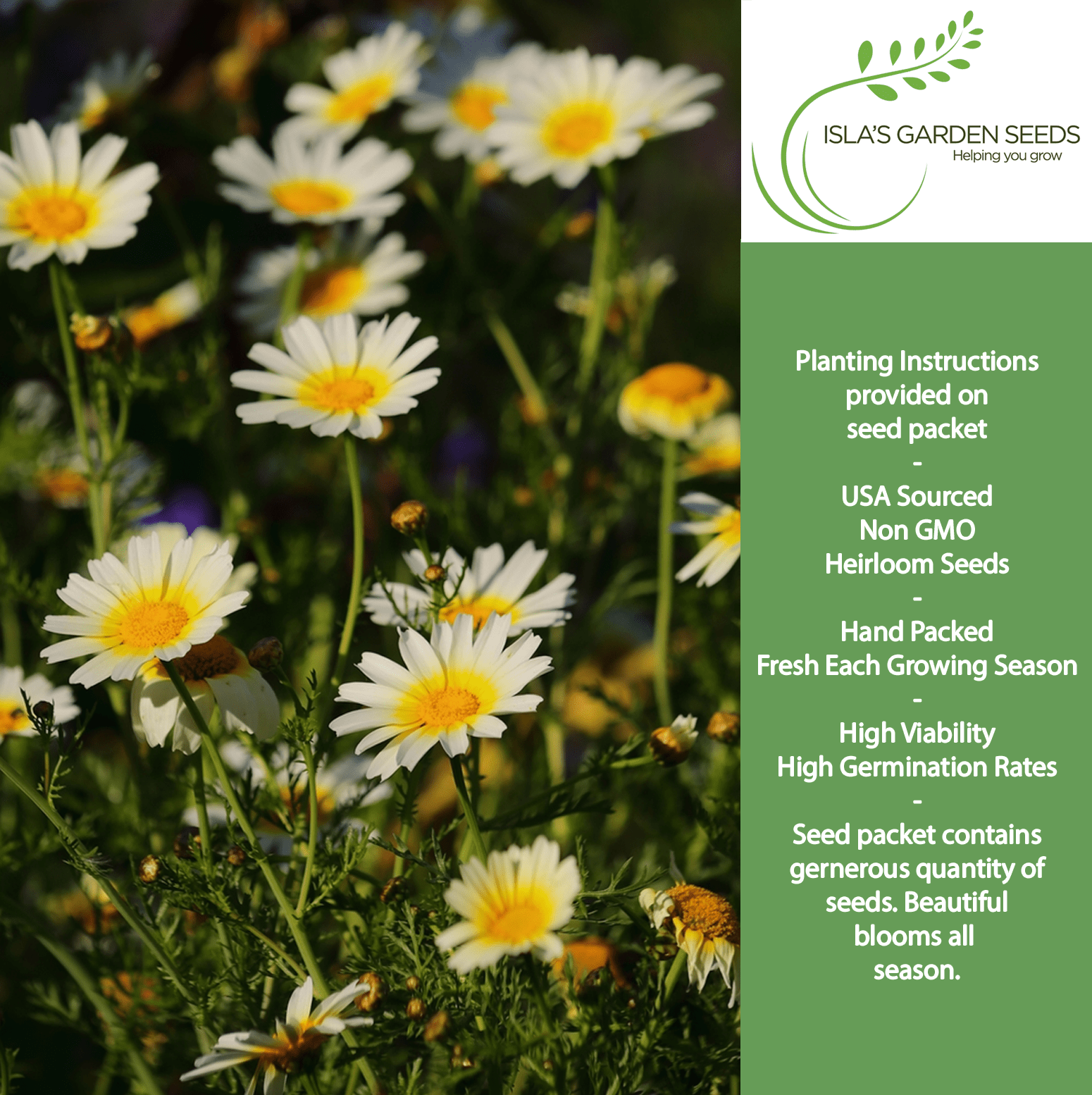 daisy seed planting instructions Chrysanthemum Flower Seeds, 1500+ Premium Heirloom Seed, Chrysanthemum Coronariu