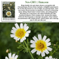 Chrysanthemum Flowers | 1500 Seeds/Pk
