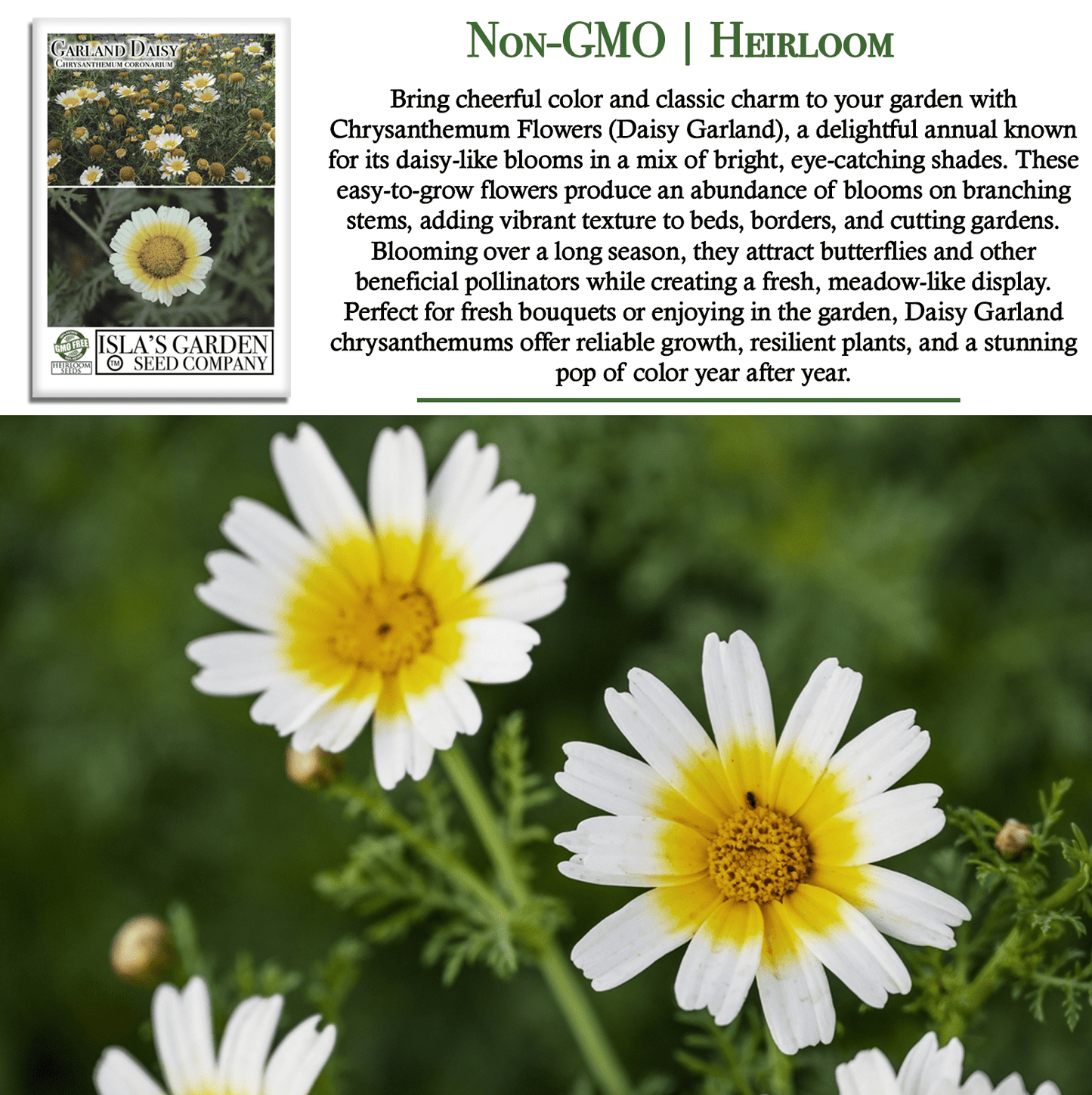 Chrysanthemum Flowers | 1500 Seeds/Pk