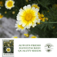 Chrysanthemum Flowers | 1500 Seeds/Pk