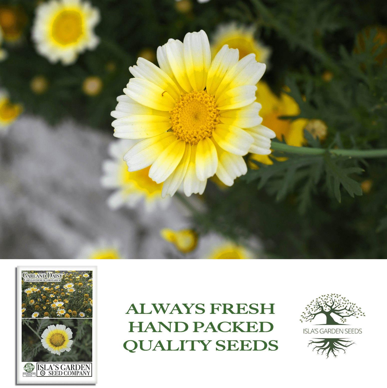 chamanthi flower seeds Chrysanthemum Flower Seeds, 1500+ Premium Heirloom Seed, Chrysanthemum Coronariu
