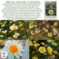 Chrysanthemum Flowers | 1500 Seeds/Pk