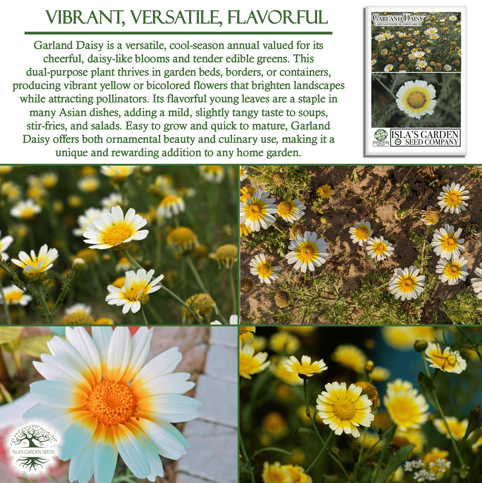 chrysanthemum plant seeds Chrysanthemum Flower Seeds, 1500+ Premium Heirloom Seed, Chrysanthemum Coronariu