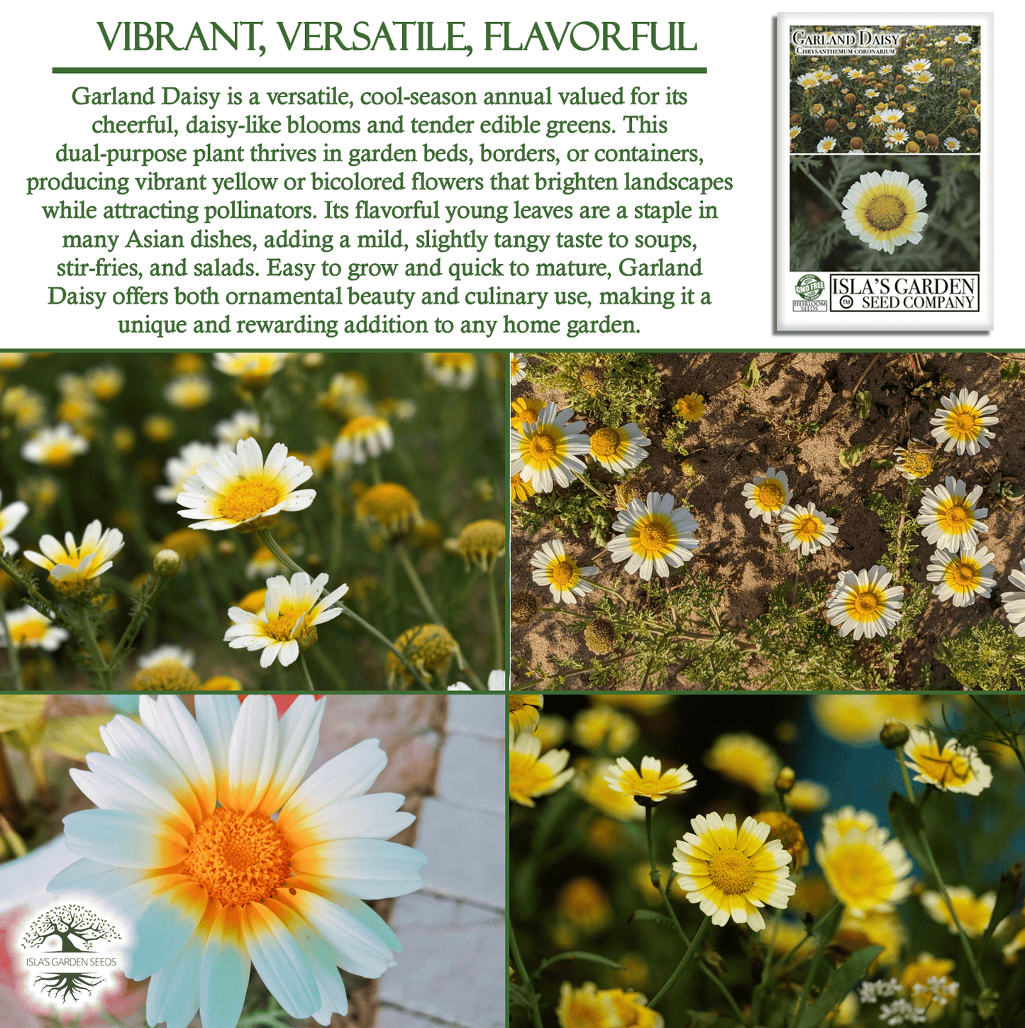 Chrysanthemum Flowers | 1500 Seeds/Pk
