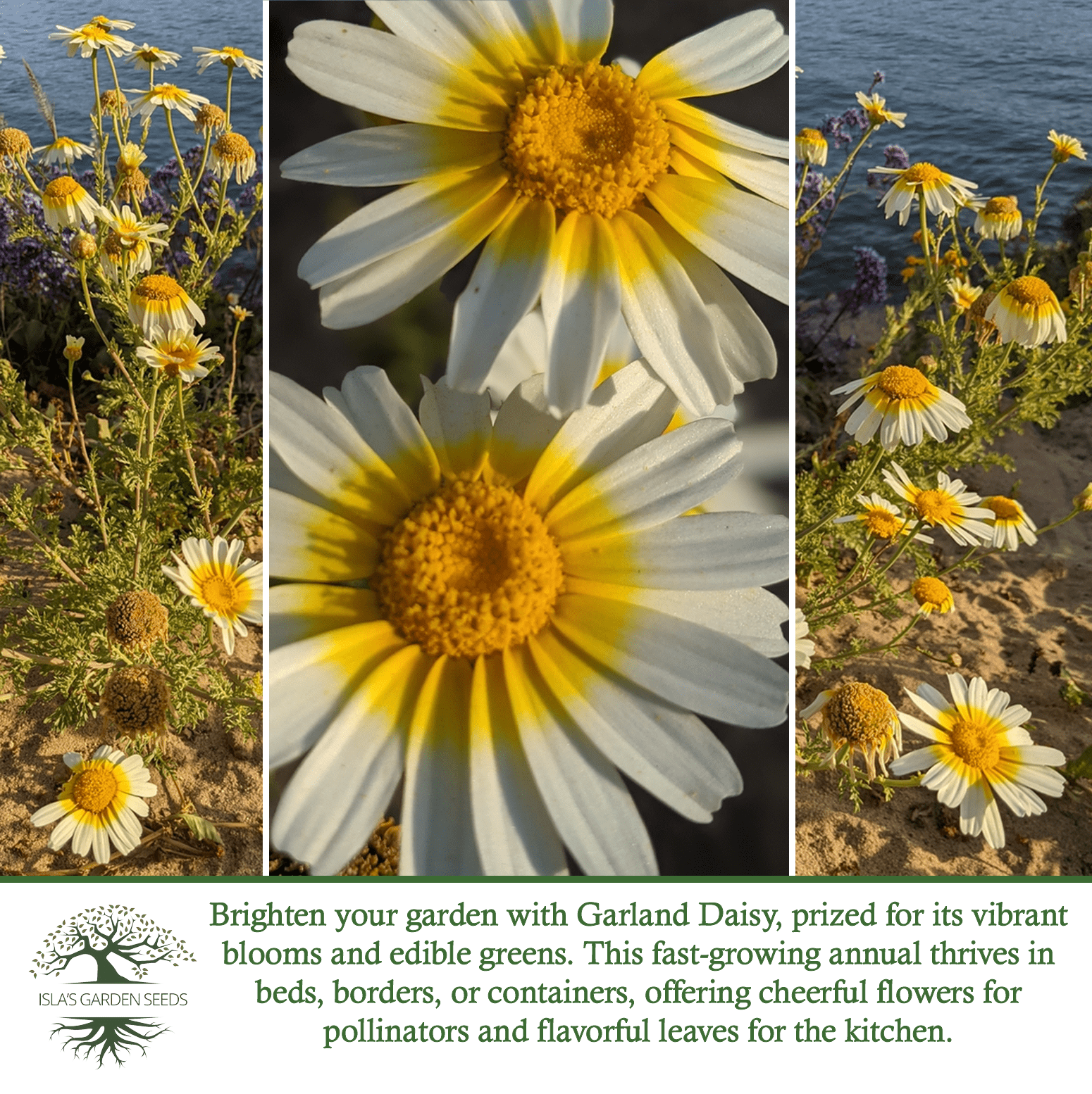 chrysanthemum cut flower seeds Chrysanthemum Flower Seeds, 1500+ Premium Heirloom Seed, Chrysanthemum Coronariu